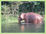 Periyar Wildlife Sanctuary, Periyar
