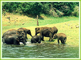 Periyar
