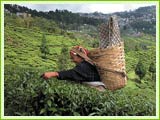 tea plantations Darjeeling
