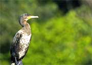Periyar Wildlife Sanctuary, Kerala