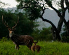 Anamalai Wildlife Sanctuary