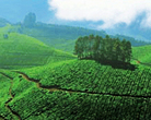 Devikulam Hillstation, Kerala