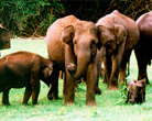 Idukki Wildlife Sanctuary