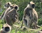 Mundanthurai Wildlife Sanctuary