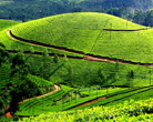 Munnar Hillstation, Kerala