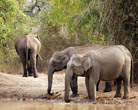 Nagarhole National Park