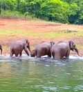 South India Wildlife Tour